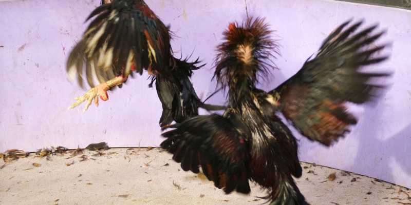 Đá Gà Trực Tuyến Da88 - Khám Phá Thế Giới Của Những Trận Đấu Kịch Tính 2 Khái niệm Đá Gà và Sự Phát Triển Của Nó